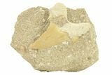 Otodus Shark Tooth Fossil in Rock - Morocco #292025-1